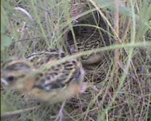 Bobolink nestling fledging by walking out of the nest