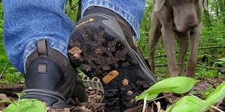 Invasive Plants